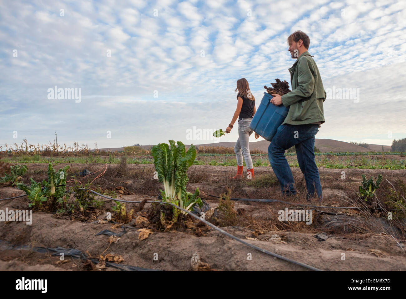 Freiwillige sammeln übrig gebliebenen Mangold für wohltätige Zwecke auf einem Bauernhof in Petaluma, Kalifornien. Stockfoto