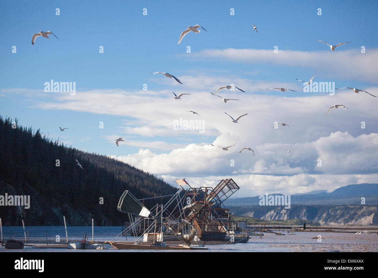 Möwen fliegen über den Fisch-Rädern auf der Copper River in der Nähe von Chitina, Alaska. Stockfoto