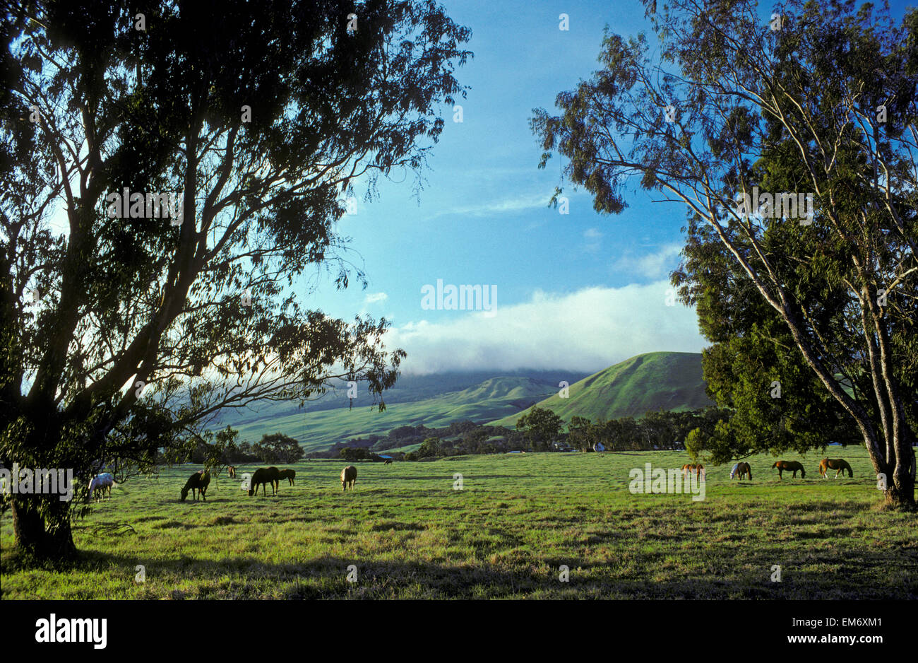 USA, Hawaii, Big Island, Pferde auf der Weide am Pu'uopelu in Parker Ranch Headquarters; Waimea Stockfoto