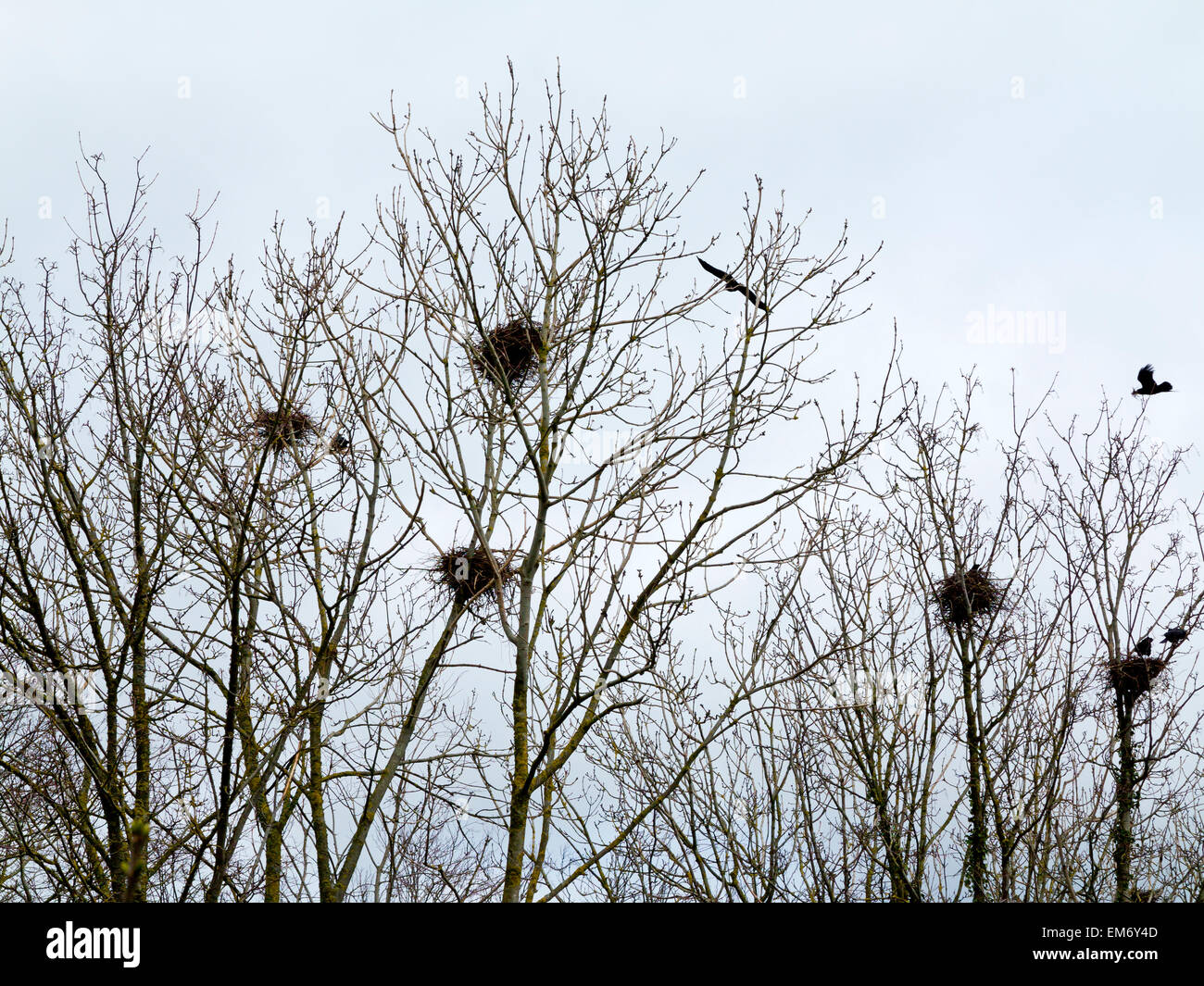 Foto von Crow die Nester in Bäumen, die noch nicht ihre Sommer-Blätter in Devon England UK bekommen Stockfoto