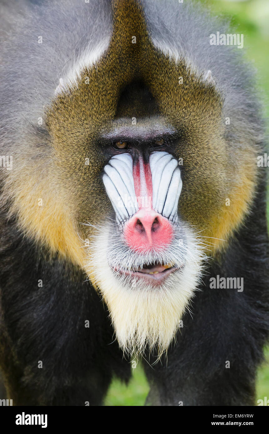 Kalifornien, Mandrill, San Francisco Zoo Stockfoto