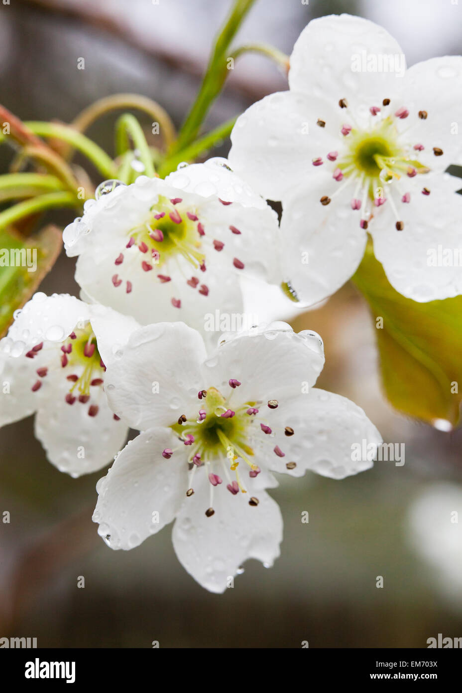 Asiatische Birne Baum Blüten (Pyrus Pyrifolia) Stockfoto