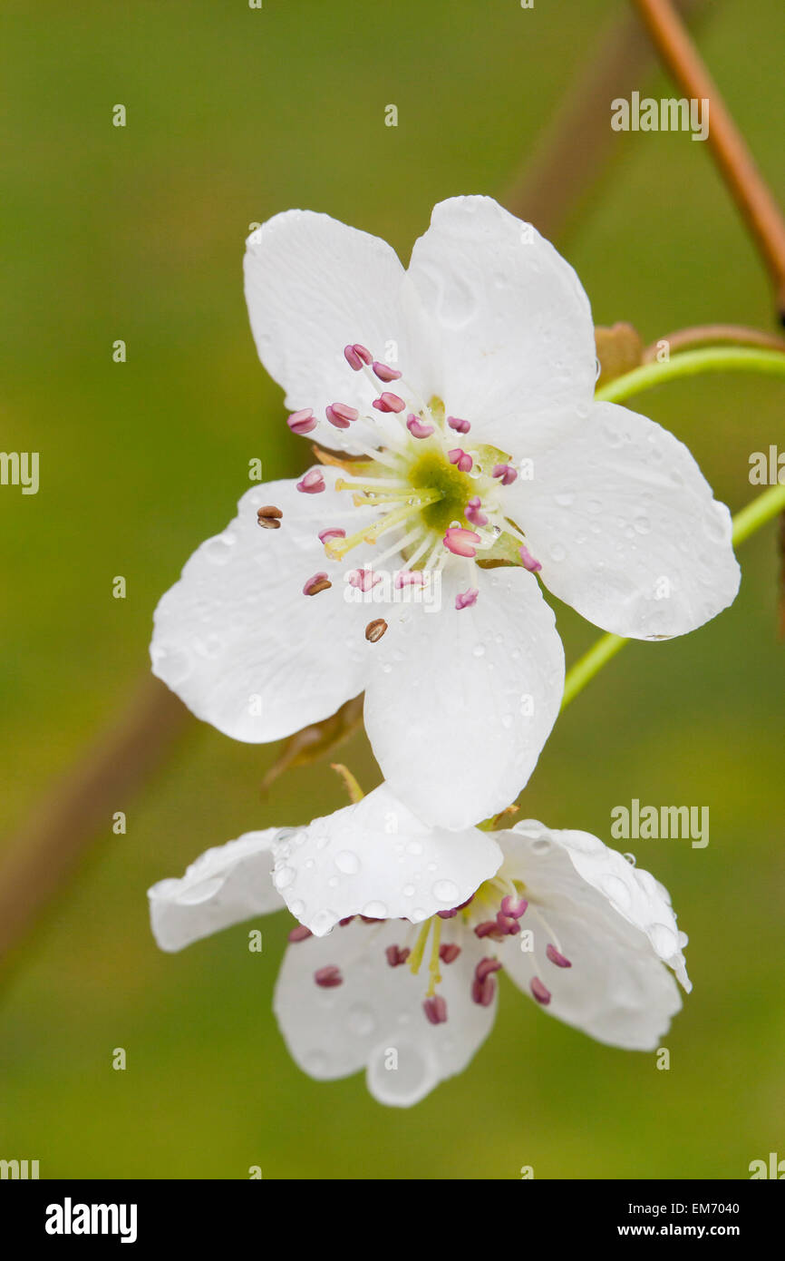 Asiatische Birne Baum Blüten (Pyrus Pyrifolia) Stockfoto