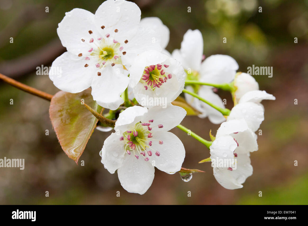 Asiatische Birne Baum Blüten (Pyrus Pyrifolia) Stockfoto