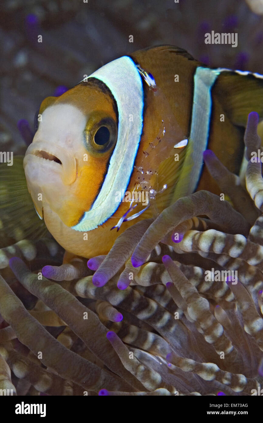 Indonesien, Sangeang Island, Clarks Anemonenfische (Amphiprion Clarkii) mit Garnelen in Anenome (Heteractis Magnifica). Stockfoto