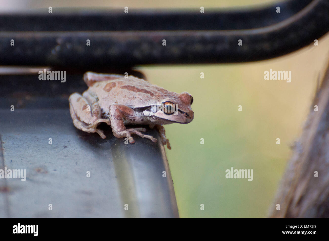 Eine Pacific Tree Frog hat sich durch eine Braune drehen wie es ruht auf einer Schubkarre unten in der Nähe von Shelton, WA, USA fotografiert getarnt. Stockfoto