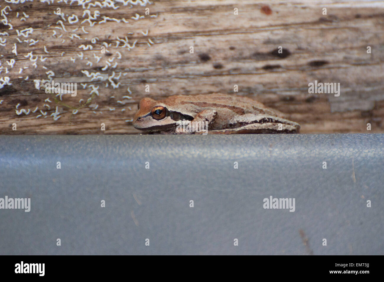 Eine Pacific Tree Frog hat sich getarnt in der Nähe einer alten mit Flechten in der Nähe von Shelton, WA, USA fotografiert abgedeckt. Stockfoto