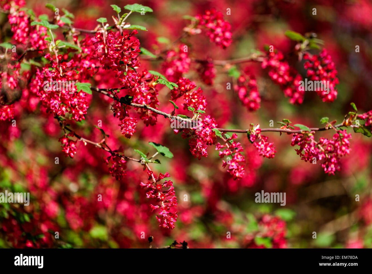 Ribes sanguineum 'koja'-Currant, sgrub rote Blumen Stockfoto