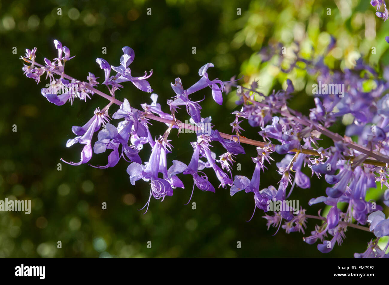 Plectranthus Ecklonii, schwedische Begonia Stockfoto