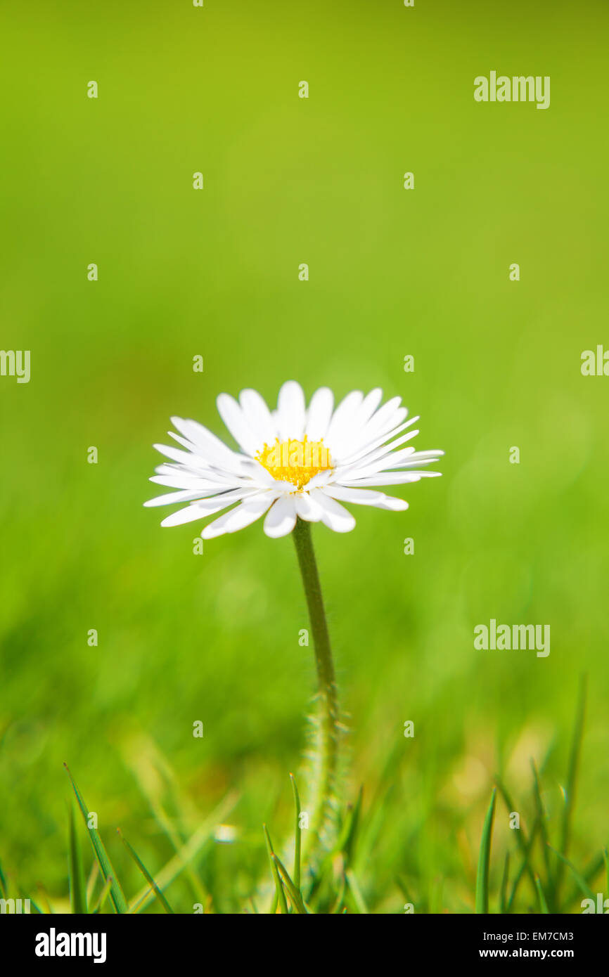 Gut gewachsene Daisy Blume auf der grünen Wiese Stockfoto