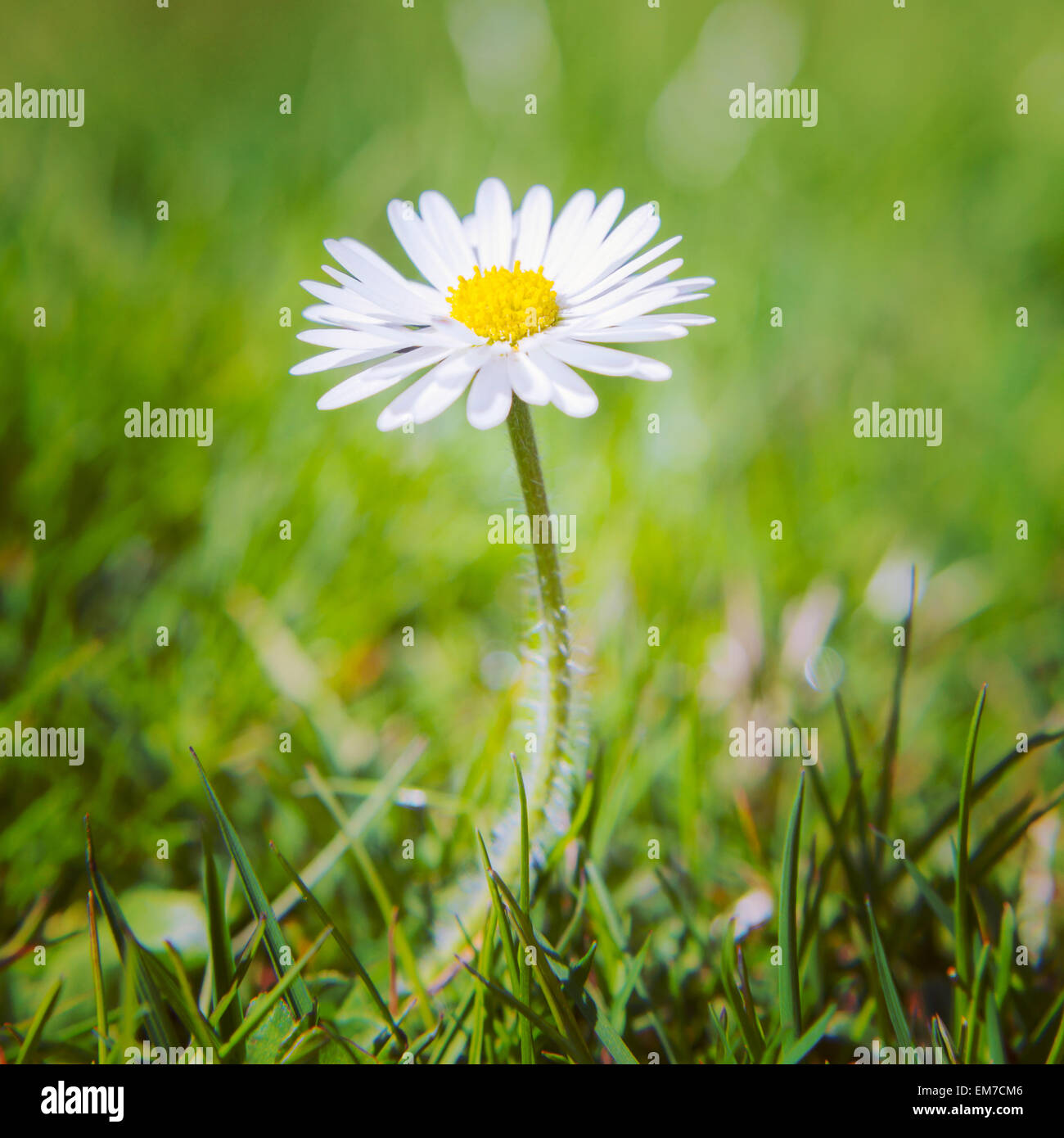 Gut gewachsene Daisy Blume auf der grünen Wiese Stockfoto