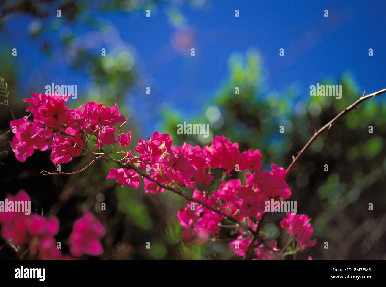 Hawaii, Hanauma Bay, hell rosa Bougainvillea Zweig gegen blauen Himmel. Stockfoto