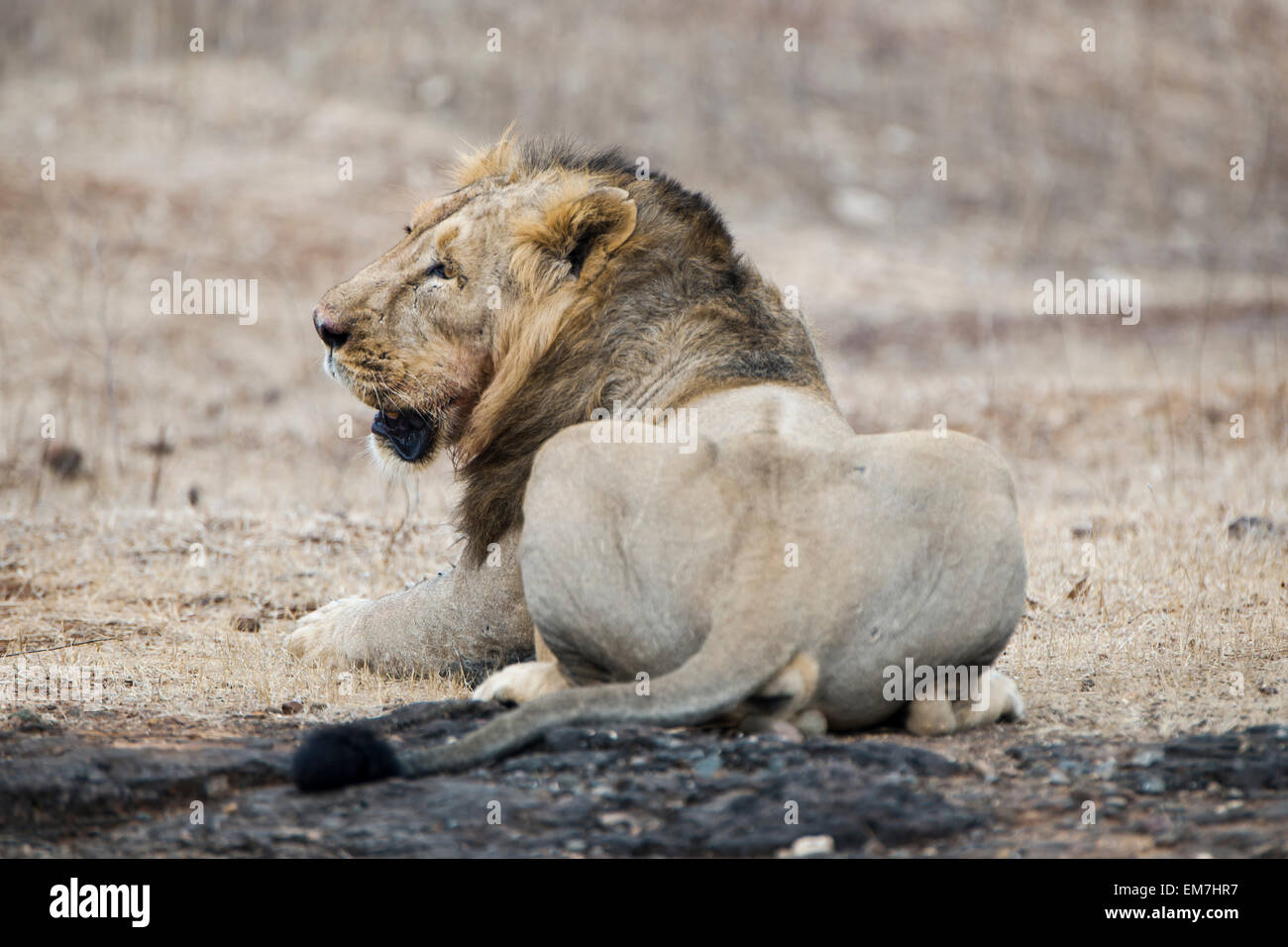 Asiatische Löwe (Panthera Leo Persica), Männlich, von hinten, Gir Interpretation Zone oder Devalia-Safari-Park, Gir-Forest-Nationalpark Stockfoto
