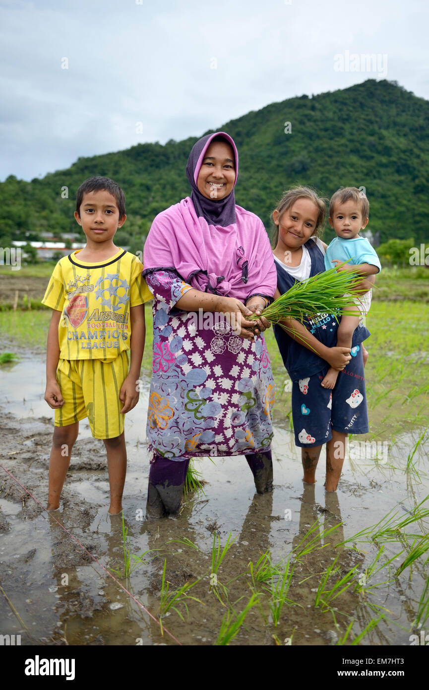 Reisbauer, 34 Jahre, und ihren drei Kindern Anpflanzen von Setzlingen, Dorf Lam Teungo, Unterbezirk Rozma, Aceh, Indonesien Stockfoto