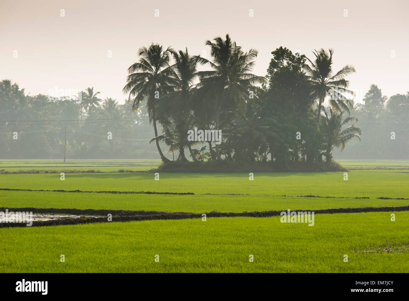 Palmen und Reisfelder, Backwaters, Malabar-Küste, Süd-Indien, Kerala, Indien Stockfoto