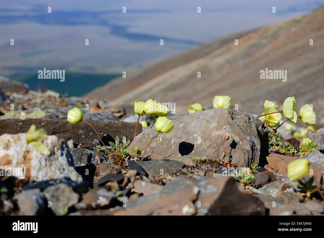 Gelbe Blumen auf Steinen im Altai-Gebirge Stockfoto