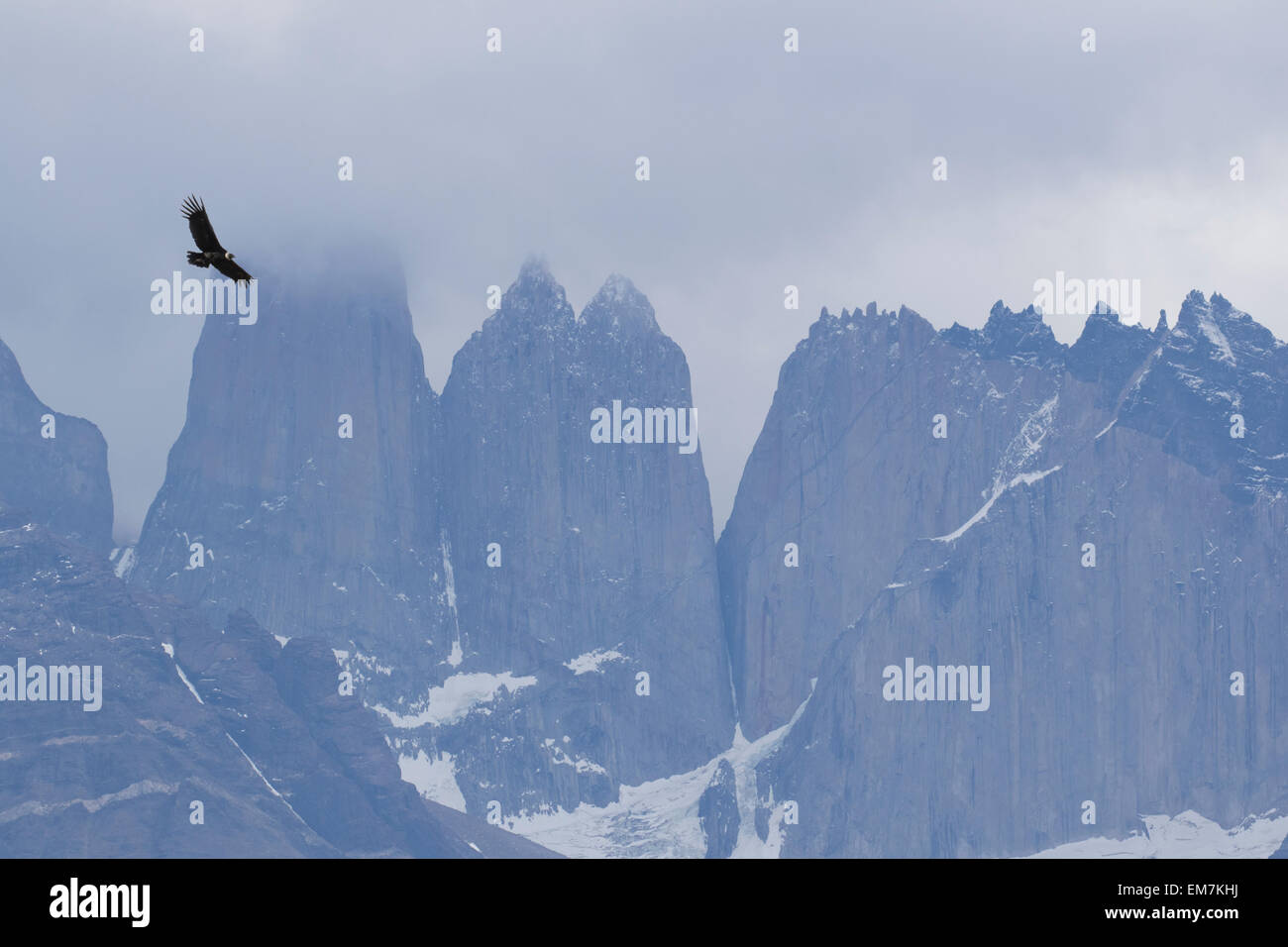 Andenkondor, Vultur gryphus, Torres del Paine, Patagonien, Chile. Familie Cathartidae Stockfoto