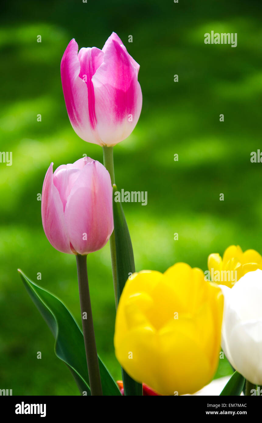 Rosa, gelben und weißen Tulpen auf grünem Hintergrund Stockfoto