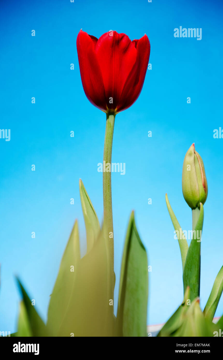 Seitenansicht der rote Tulpe mit blauem Himmel als Hintergrund Stockfoto