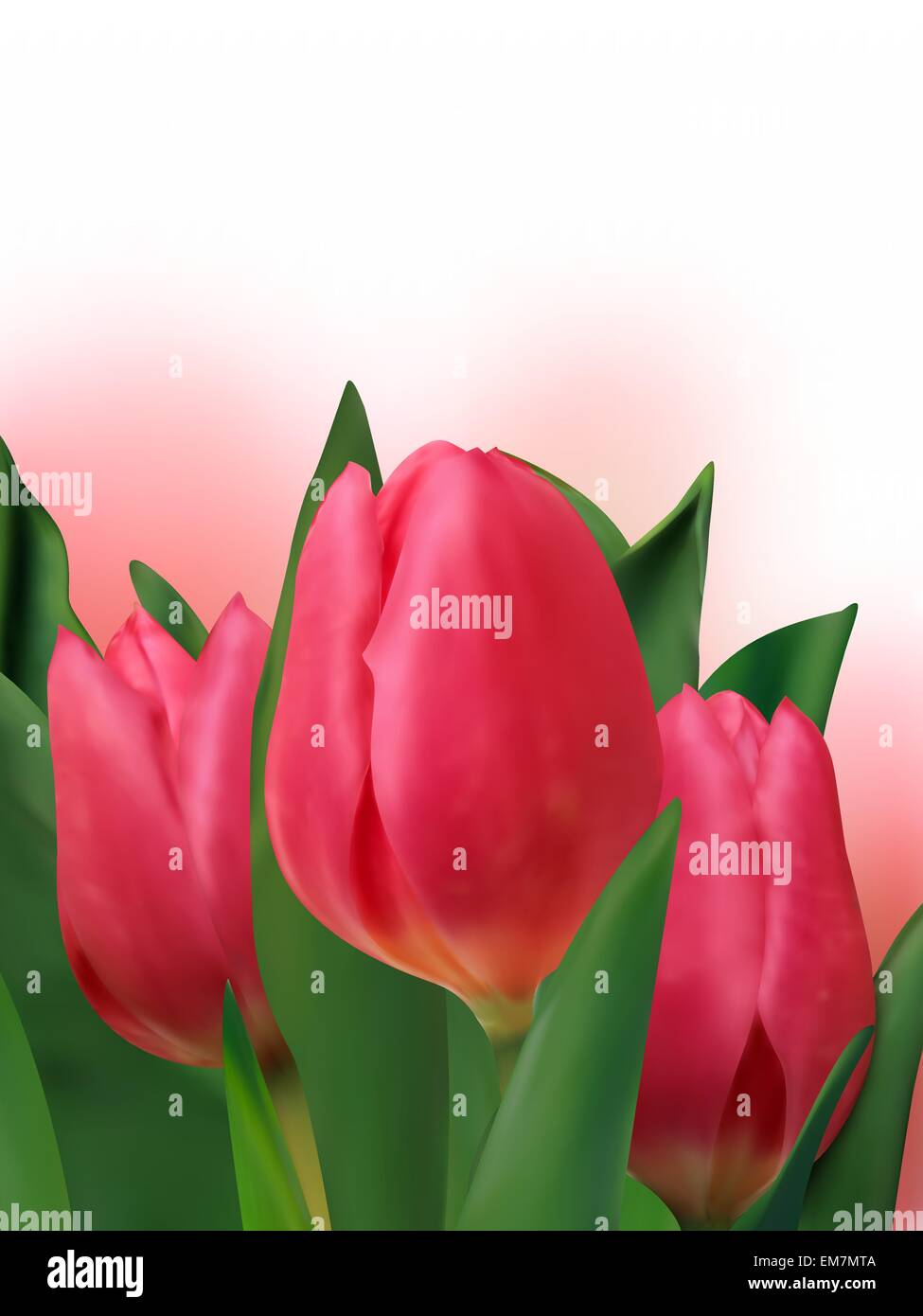 Bouquet von frischen Tulpen. Stock Vektor