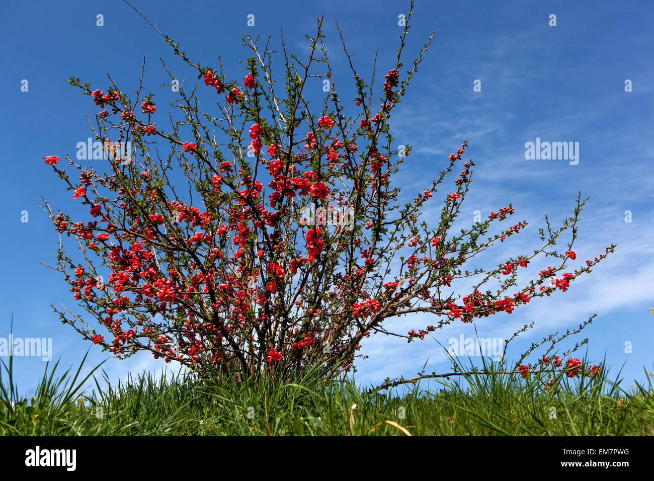 Frühling Japanische Quittenblüten Red Chaenomeles japonica Frühlingsblühender Sträucher im Garten vor blauem Himmel Frühlingsgarten Wiese blühende Quitte Stockfoto