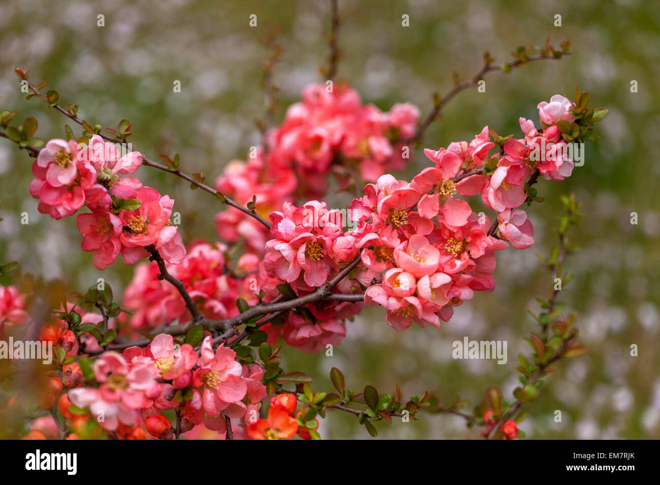 Blühende Quitte Chaenomeles Lachshorizont in einem Garten Frühling, Garten, Sträucher Stockfoto