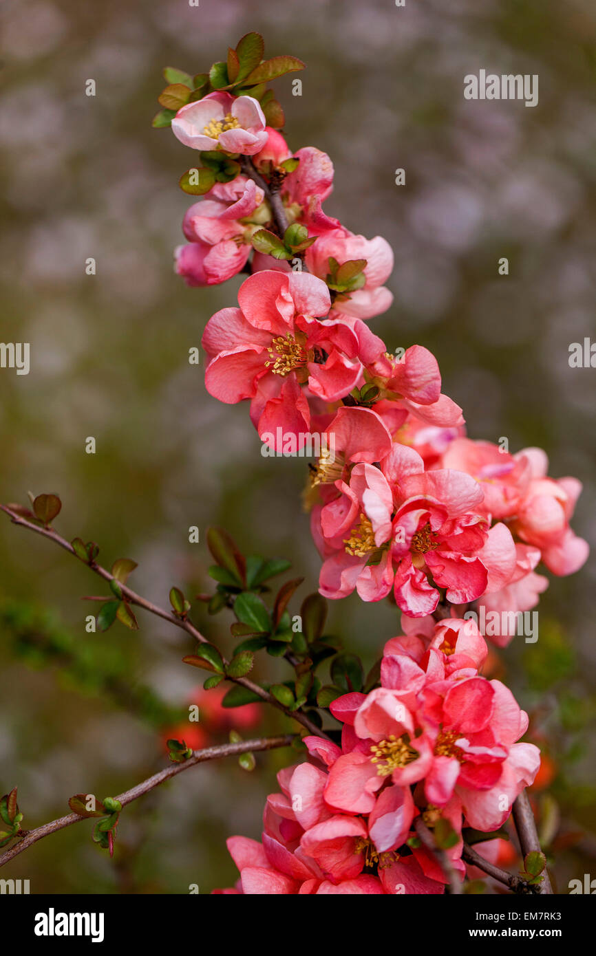 Chaenomeles Lachs Horizont Quitte Blüte Frühling Schönheit Blume Stockfoto
