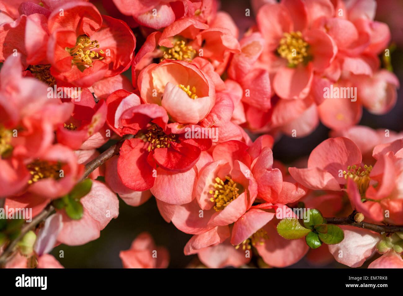 Chaenomeles Lachs Horizont Quitte Blumen Frühling Saison Schönheit Stockfoto