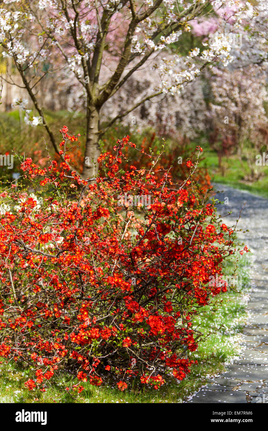 Blühende Quitten Chaenomeles japonica in einem Garten Weg, unter einem blühenden Kirschbaum, fallende Blütenblätter Stockfoto