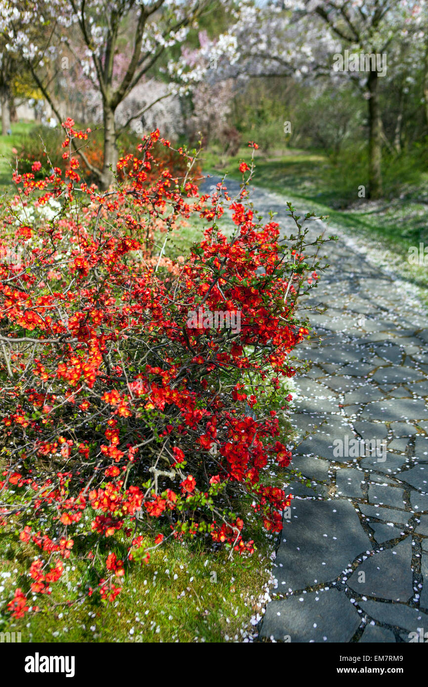 Rote Quitte Chaenomeles japonica in einem japanischen Frühlingsgarten blüht Pfad Stockfoto