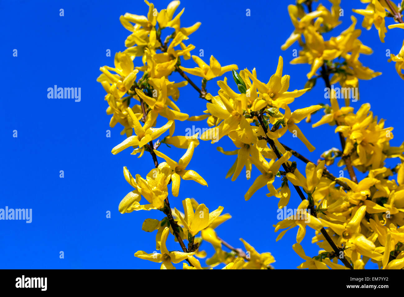 Forsythia x intermedia, Nahaufnahme, gelbblauer Himmel Stockfoto