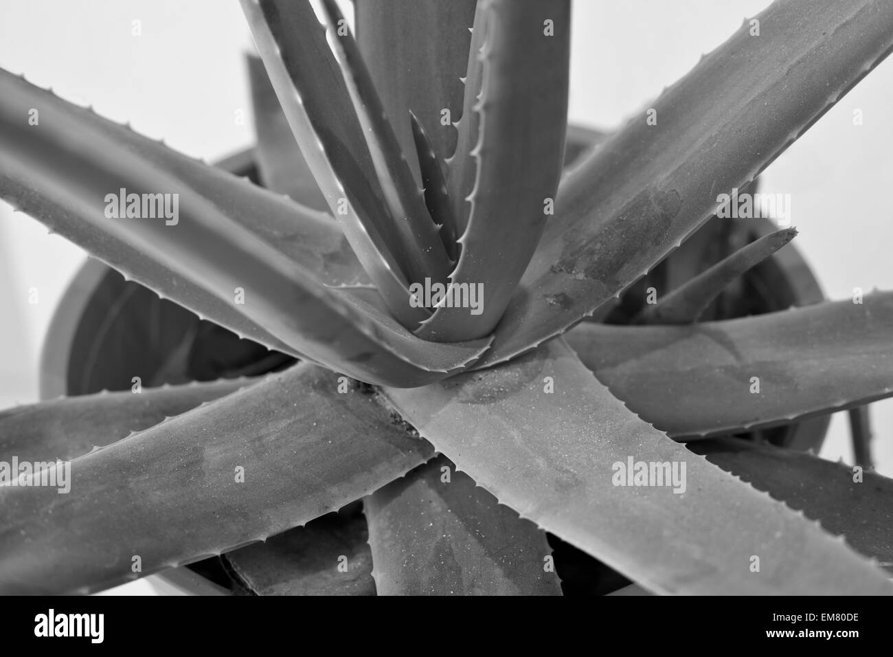 Aloe Vera-Pflanze im Topf, Nahaufnahme von Stammzellen Stockfoto