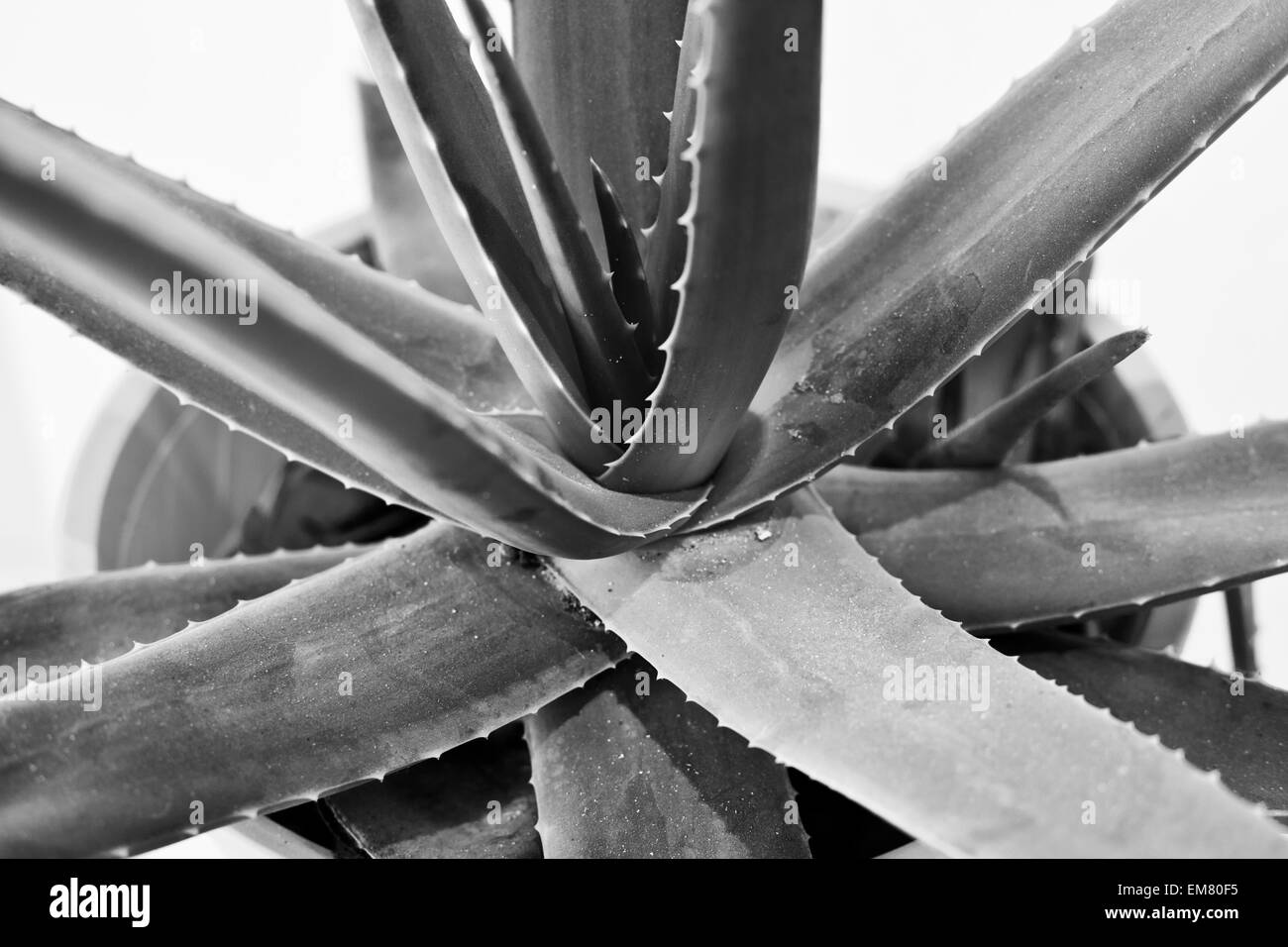 Aloe Vera-Pflanze im Topf, Nahaufnahme von Stammzellen Stockfoto