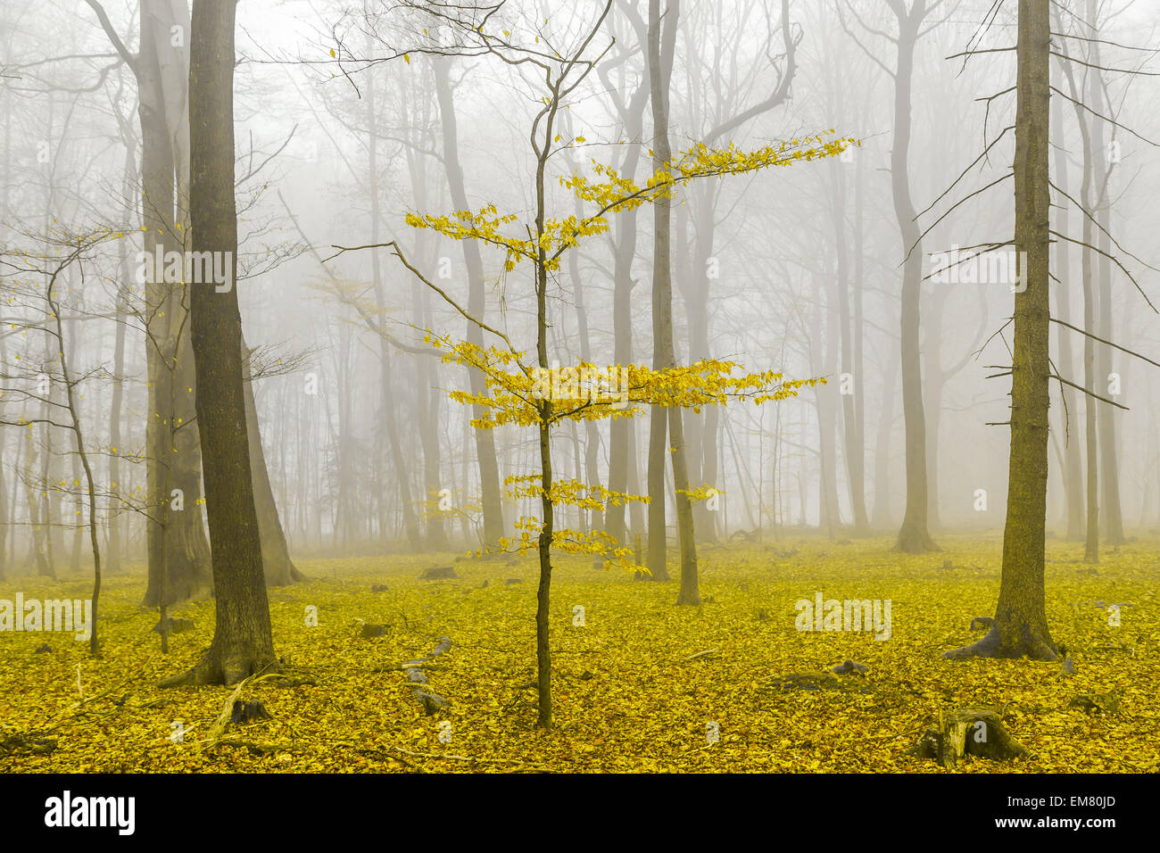 Fantasy Wald mit Nebel und gelbe Blätter. Stockfoto