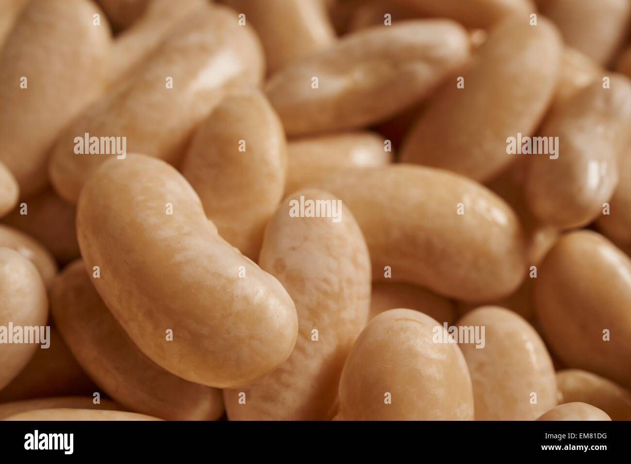 Gekochten weißen Kidney-Bohnen, auch genannt Cannellini Stockfoto