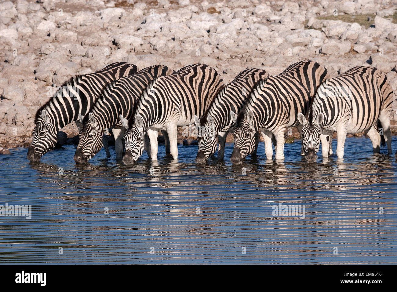 Burchell Zebras (Equus Burchellii) trinken am Wasserloch von Okaukuejo, Etosha Nationalpark, Namibia Stockfoto