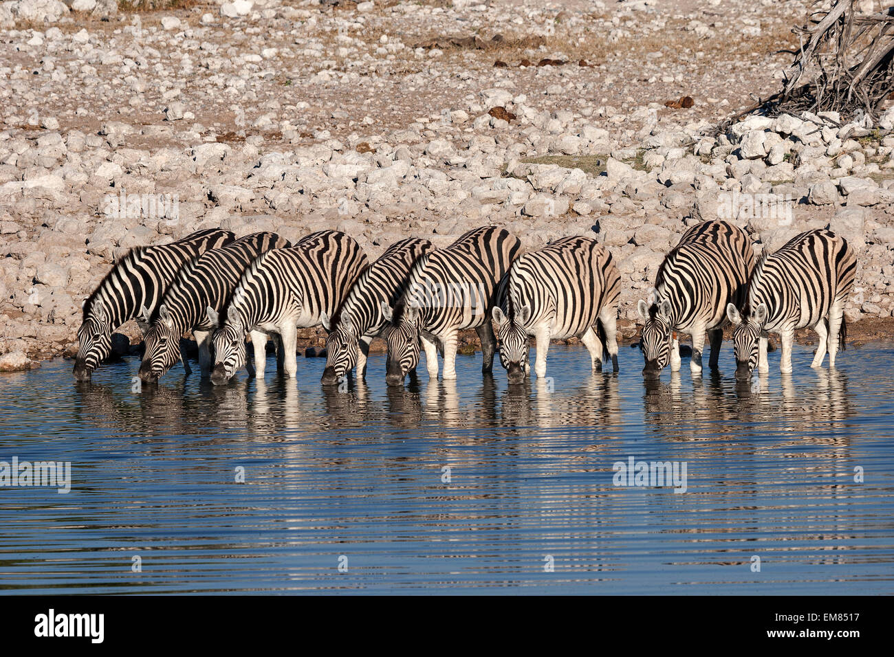 Burchell Zebras (Equus Burchellii) trinken am Wasserloch von Okaukuejo, Etosha Nationalpark, Namibia Stockfoto