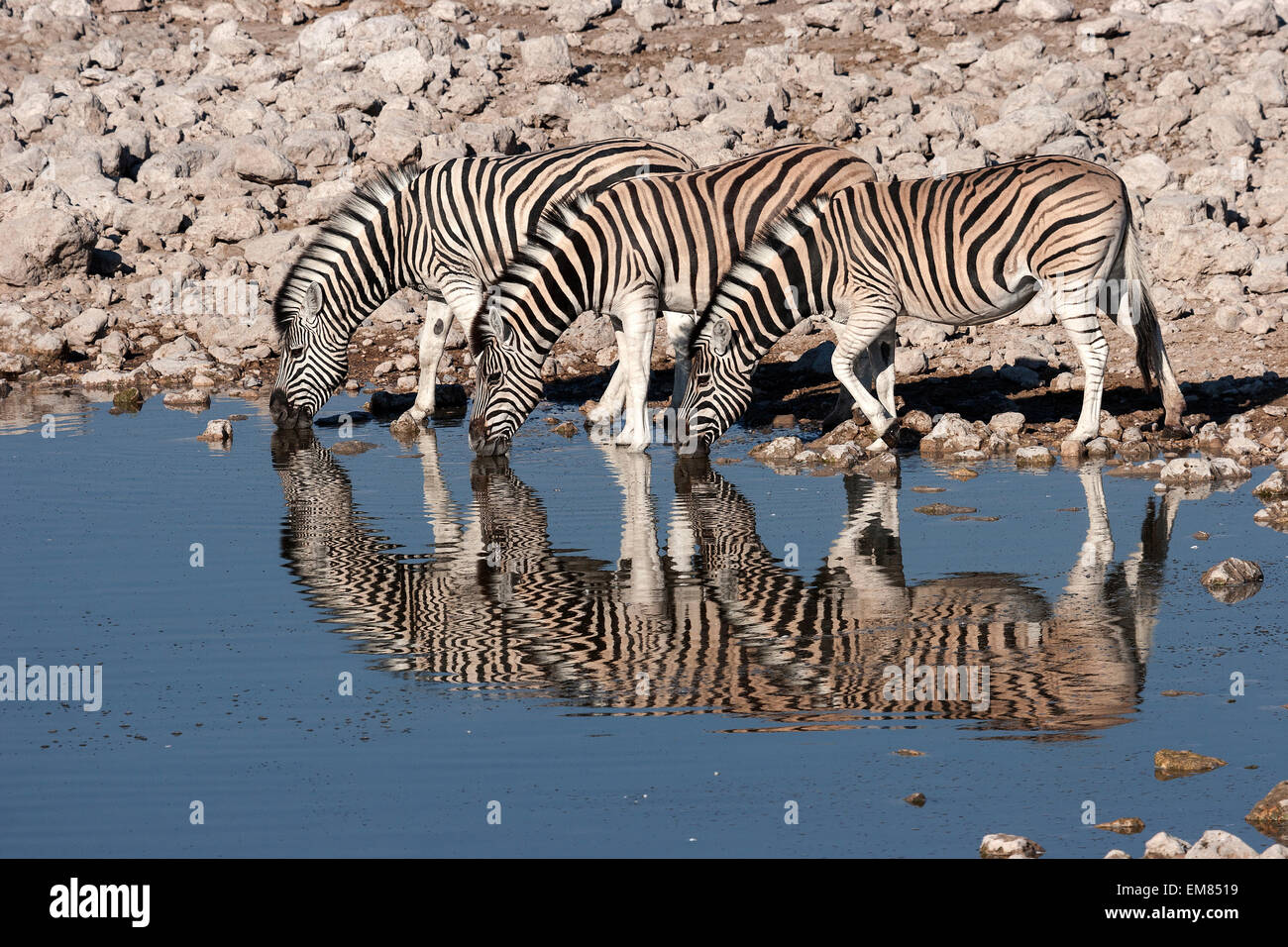 Burchell Zebras (Equus Burchellii) trinken am Wasserloch von Okaukuejo, Etosha Nationalpark, Namibia Stockfoto