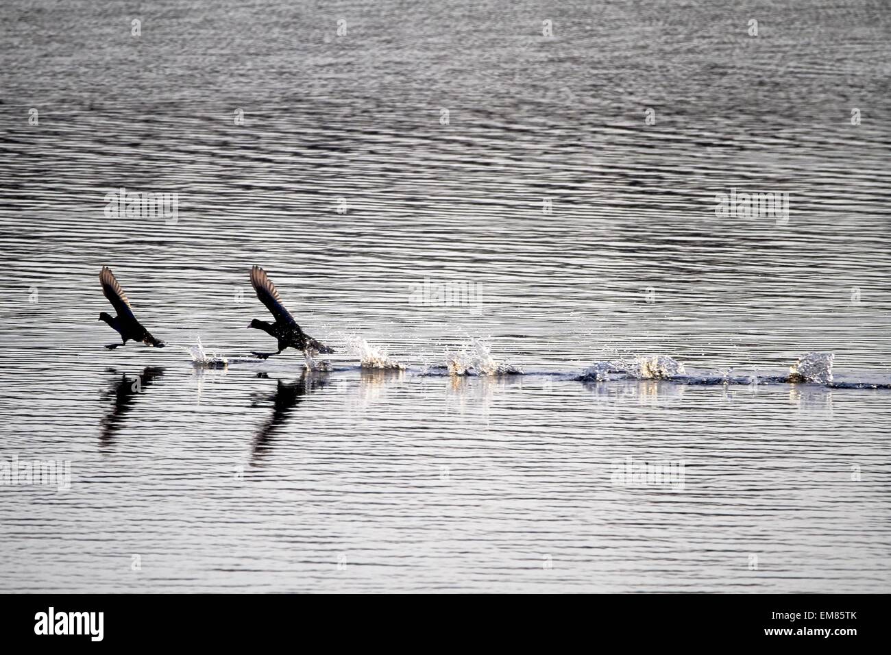 Zwei Blässhühner sprinten auf dem See. Wasservögel kämpfen und laufen auf dem Wasser. Stockfoto