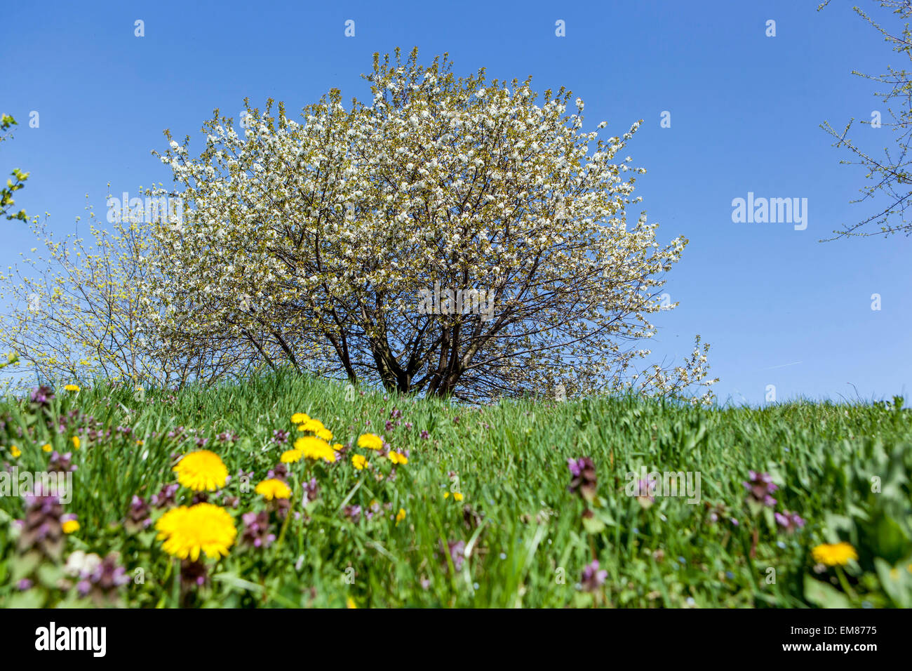 Blühende Kirsche Baum Gras Blumen Himmel Frühling Wiese Rasen Dandelion Blume Stockfoto