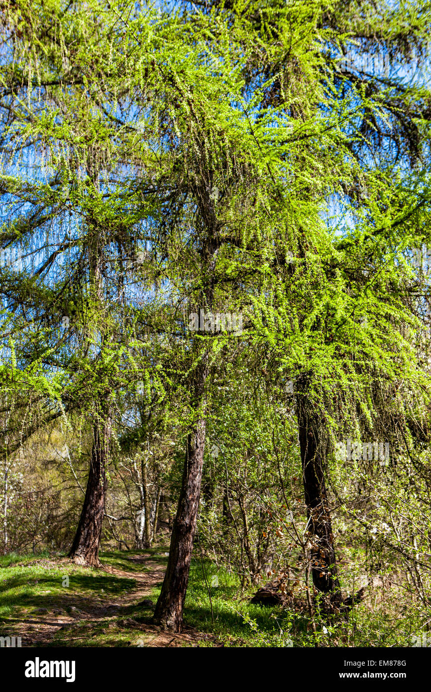 Larix decidua-Bäume Larch-Nadelbäume Stockfoto