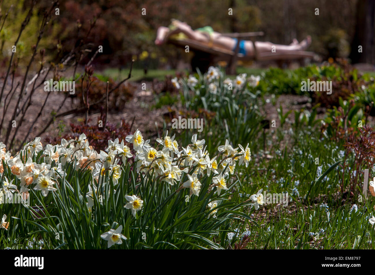 Frühling Garten Blumen Rasen und Sonnenbaden Frau Narzissen Garten Blumenbeet Ruhe im April Garten Frau entspannender Garten Nehmen Sie eine Pause Wohlbefinden Tag Stockfoto