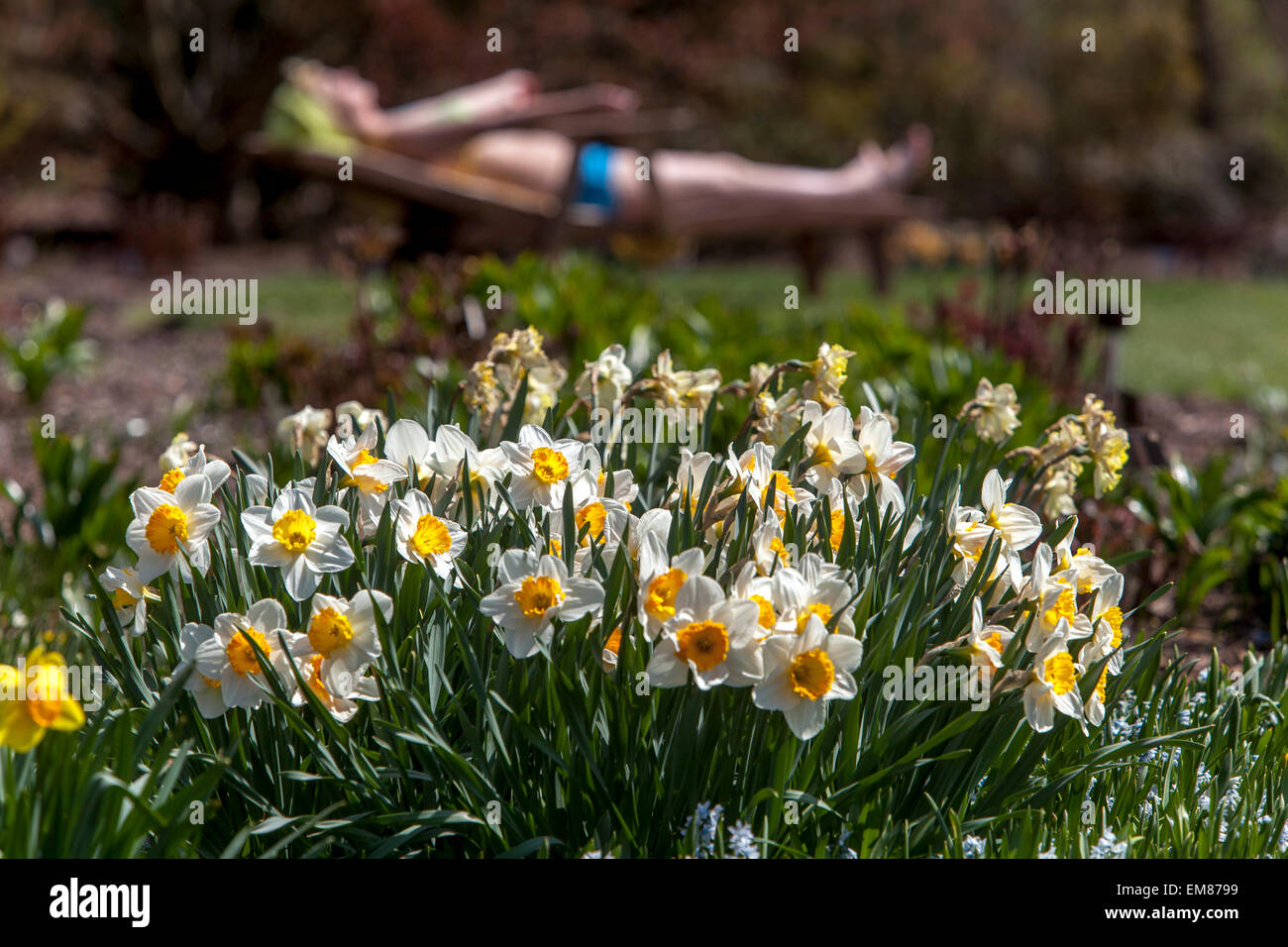Sonnenbadefrau im Frühfrühlinggarten, Narzissen Rasen Gartenszene Frau Narzissen Blumen sonniger Tag Frühling Garten Ruhetag Freizeit Stockfoto