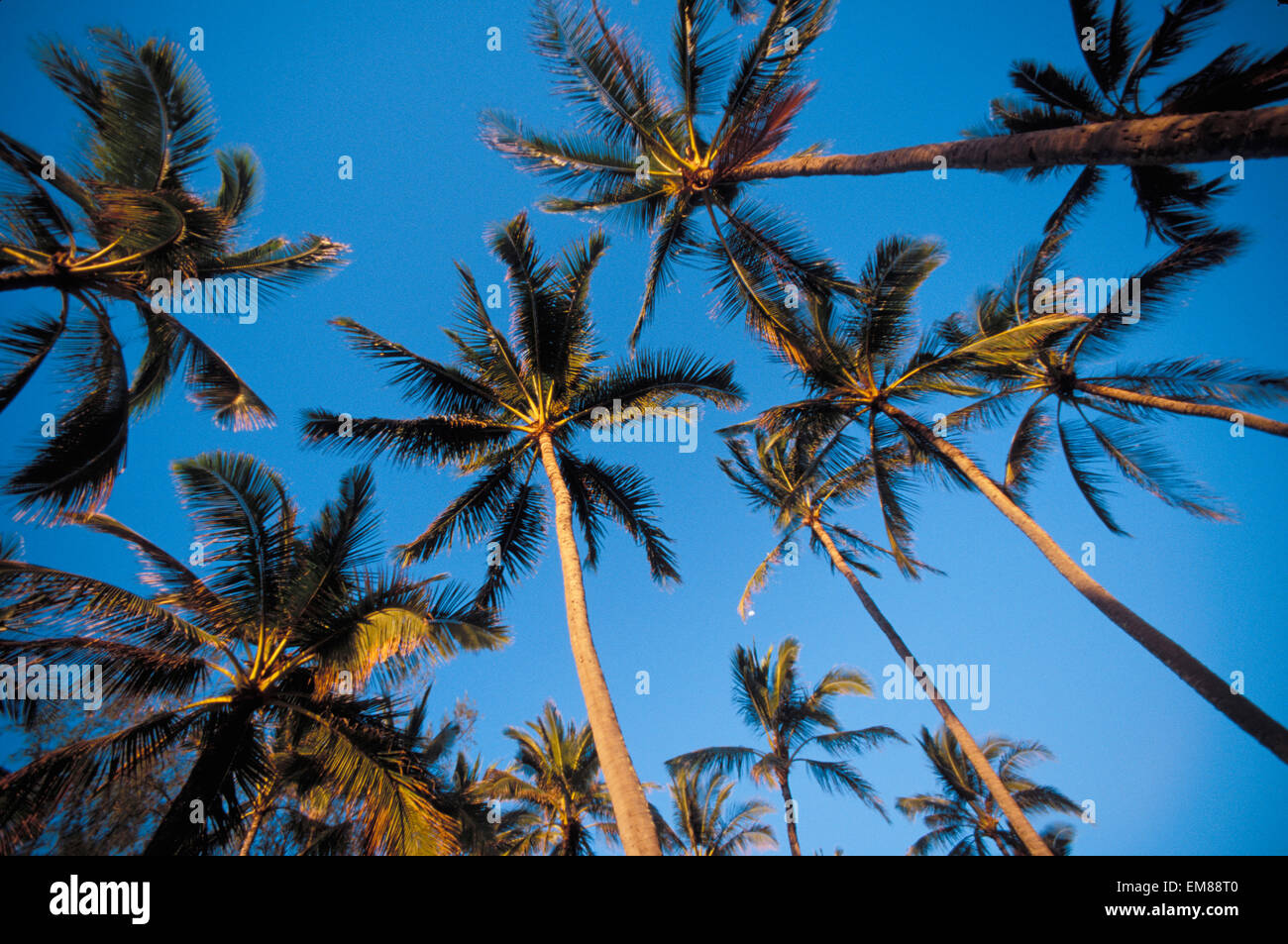 Viele Palmen gegen strahlend blauen Himmel, warmes Licht, geschossen von unten Stockfoto