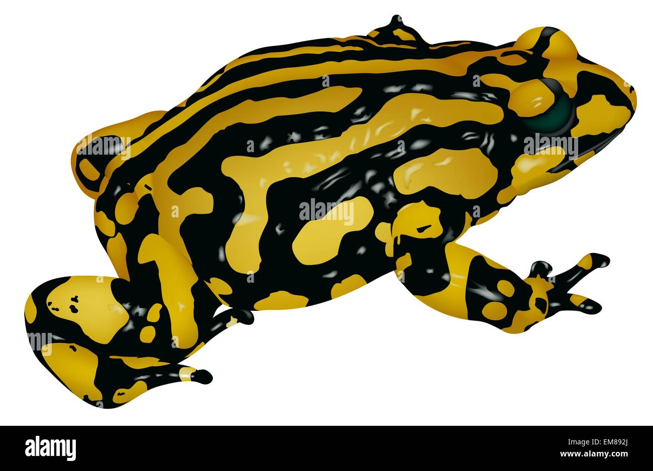 Schwarz gelb Frosch Stock Vektor