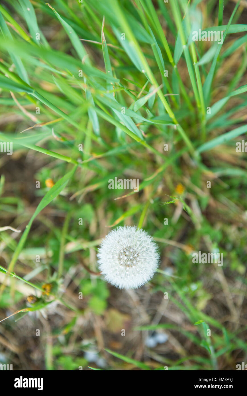 Löwenzahn (Taraxacum officinale) auf dem Feld Stockfoto