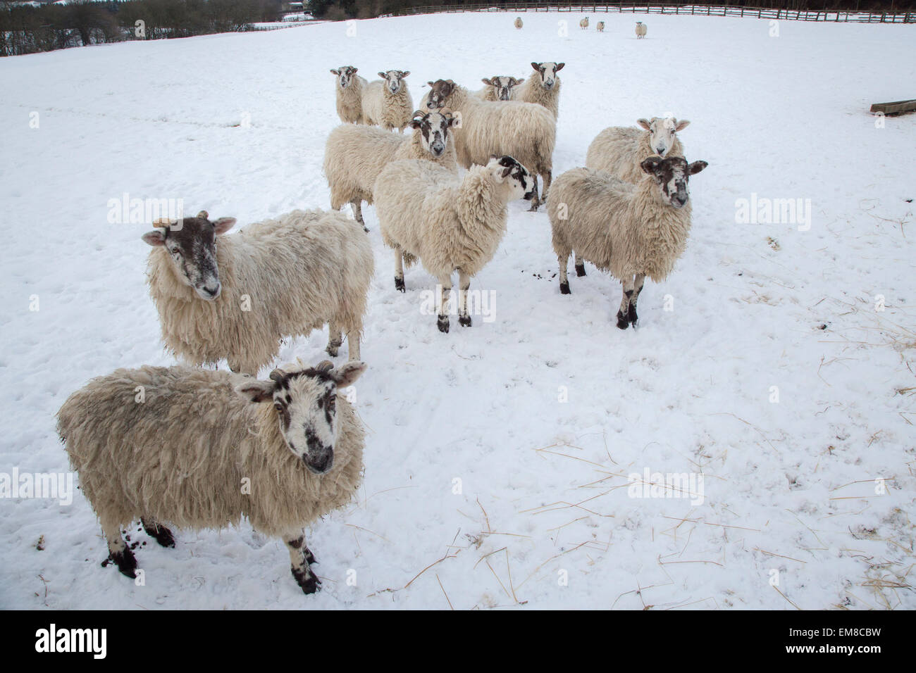 Schafe im Schnee, North Yorkshire Stockfoto