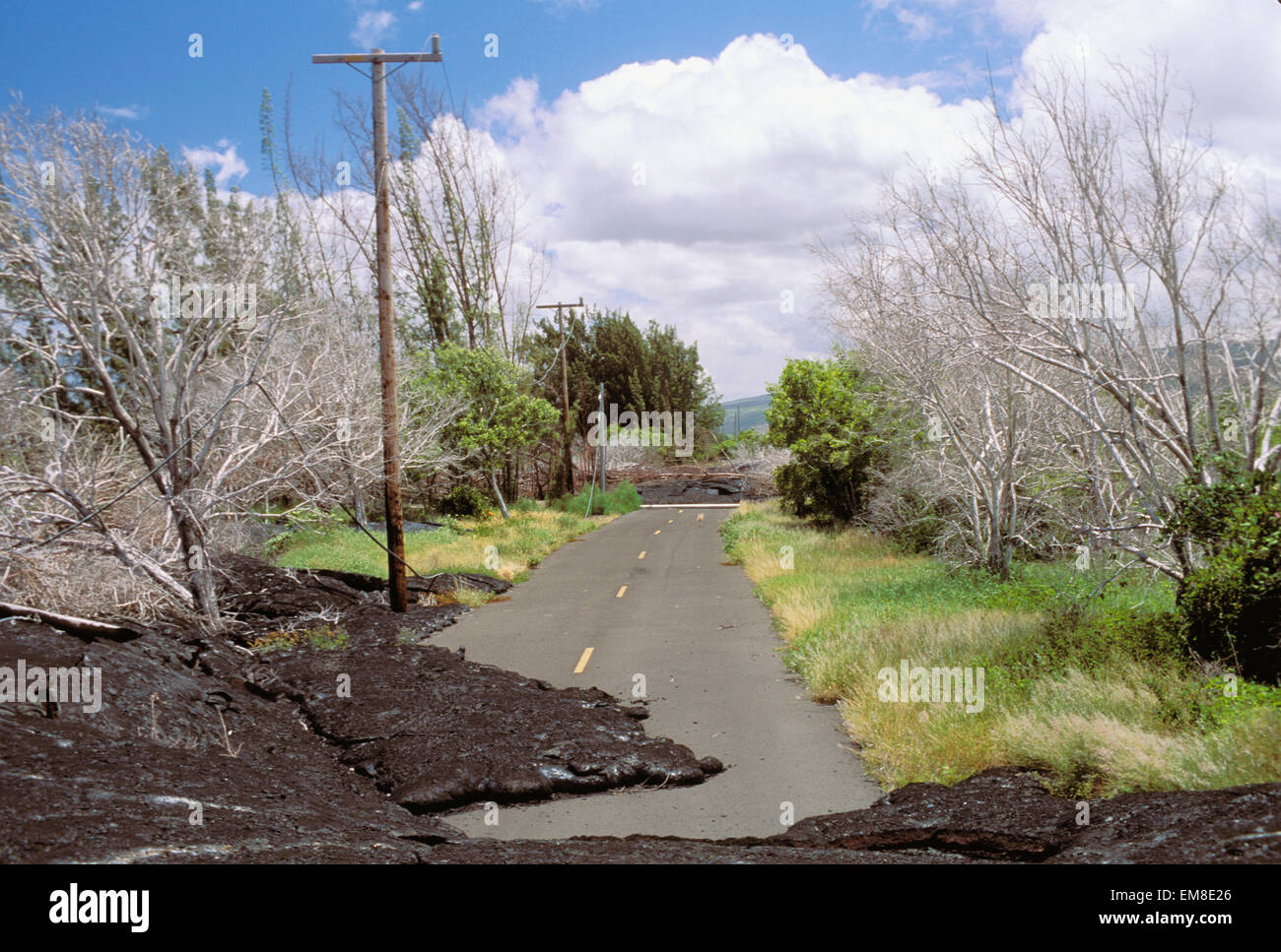 Hawaii, Big Island, Kalapana, Lava fließen Abdeckungen Baum gesäumten Straße Stockfoto