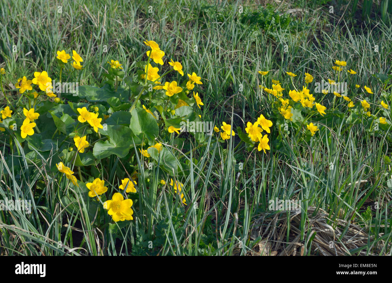 Marsh Marigold oder Sumpfdotterblumen - Caltha Palustris In bewachsenen Graben Stockfoto