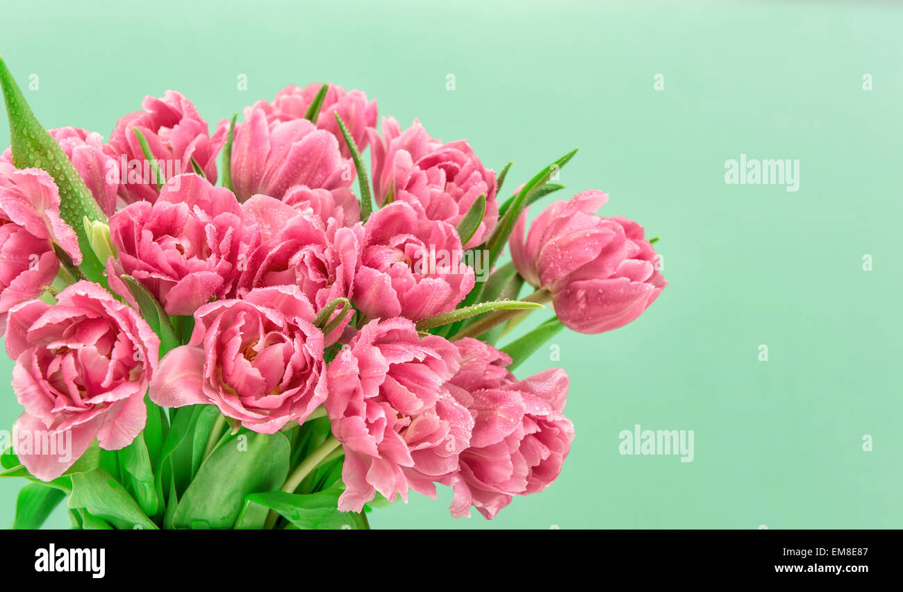 Rosa Tulpe Blüten mit Wassertropfen über Türkis Hintergrund. Frühlingsstrauß Blüten Stockfoto